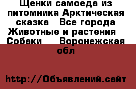 Щенки самоеда из питомника Арктическая сказка - Все города Животные и растения » Собаки   . Воронежская обл.